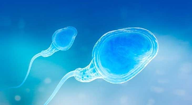 上海供卵试管婴儿步骤，精液白细胞过多会影响普陀试管婴儿吗？